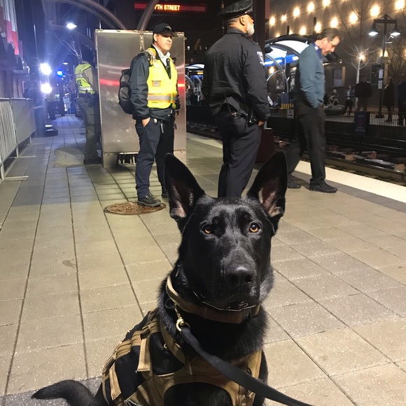 Meet your Posher, Patrick - Picture 1 of 1